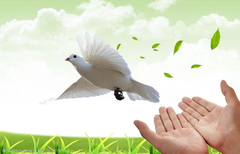 关键词:放飞的白鸽 伸开的双手 鸽子 飞鸟 动物 动物图片 广告设计